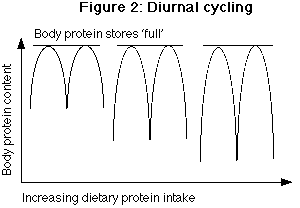 diurnal_cycling_graphic.TIFF (64198 bytes)